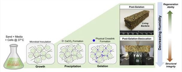 科學家創造出了一種新型混凝土 磚頭也有生命了