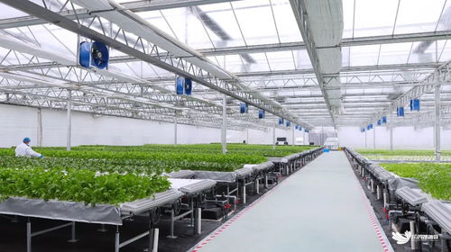 臨空港新聞 臨空港新聞 武漢市東西湖區(qū)人民政府 武漢臨空港經(jīng)濟(jì)技術(shù)開(kāi)發(fā)區(qū)管委會(huì)