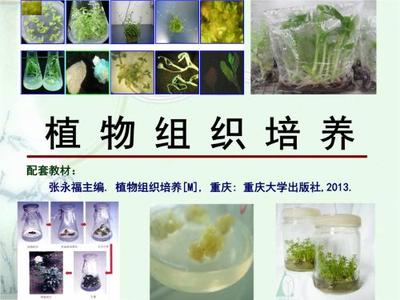 組織培養(yǎng)技術(shù)與生物基材料的市場前景與銷售策略